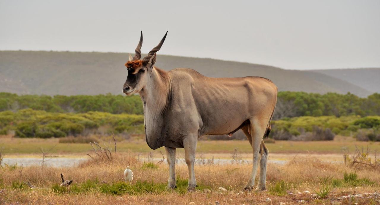 De Hoop Collection - Vlei Cottages De Hoop Nature Reserve Exterior foto